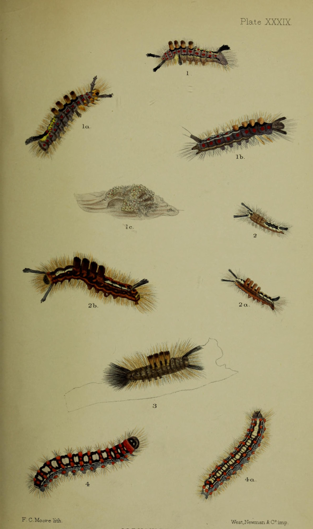 Eine Buchseite mit detaillierten Illustrationen verschiedener Raupen in einzigartigen Farben und Mustern.