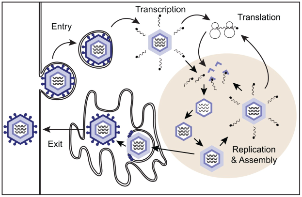 Diagramm, das den Transkriptions- und Translationsprozess in einer Zelle mit weißem Hintergrund darstellt.