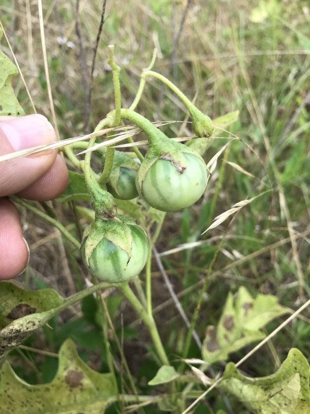 Eine Person mit einem Bund grüner Tomaten an einer Pflanze, mit Schimmel an den Tomaten, vor dem Hintergrund von Pflanzen und Gras.