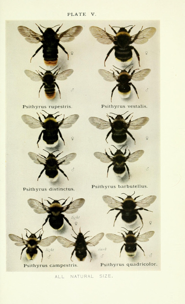 BPOL NRW: Tierrettung - Bundespolizei und Feuerwehr retten Bienenstock und Mausadler in Köln