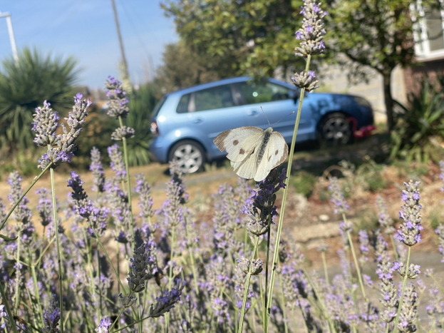 Blauer Wagen vor einem Lavendelfeld mit einer weißen Schmetterling auf einer Blume, Hintergrund enthält Bäume, Pfosten und ein unscharfes Gebäude.