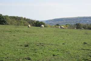 Schafe auf einer eingezäunten grünen Wiese mit Bäumen, Hüllen und einem klaren blauen Himmel im Hintergrund.