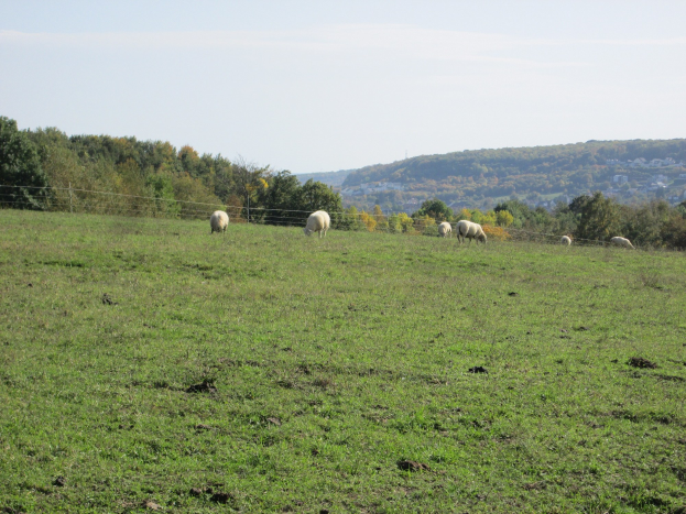 Schafe auf einer eingezäunten grünen Wiese mit Bäumen, Hüllen und einem klaren blauen Himmel im Hintergrund.