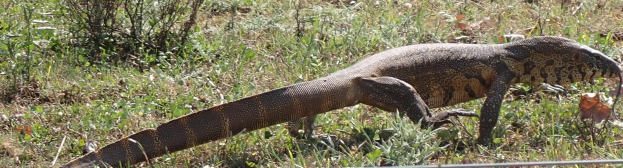 Eine Waran-Echse durchquert ein grünes Feld mit verschiedenen Pflanzen und Blattwerk, mit einem unbestimmten Objekt am unteren Bildrand.